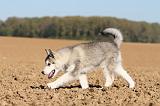 ALASKAN MALAMUTE 183
